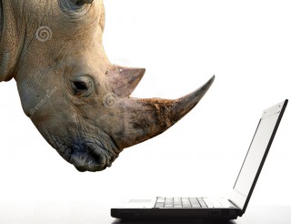 Rhino Learns Rhino, Henri Achten