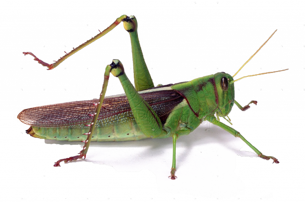 07308-Green-locust-white-background