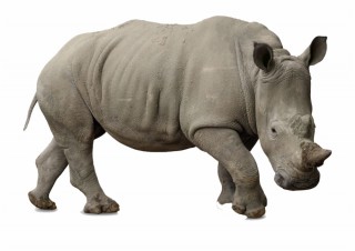 250-2505716_rhino-png-free-background-white-rhinoceros-ceratotherium-simum